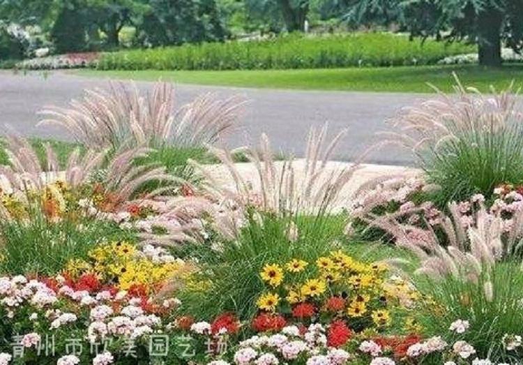 山东宿根草花批发基地-小兔子狼尾草批发-日本血草批发