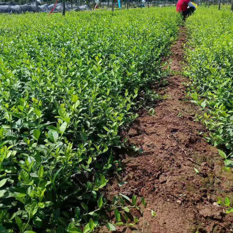 山东爬行扶芳藤批发  小叶扶芳藤价格  爬行卫矛种植基地