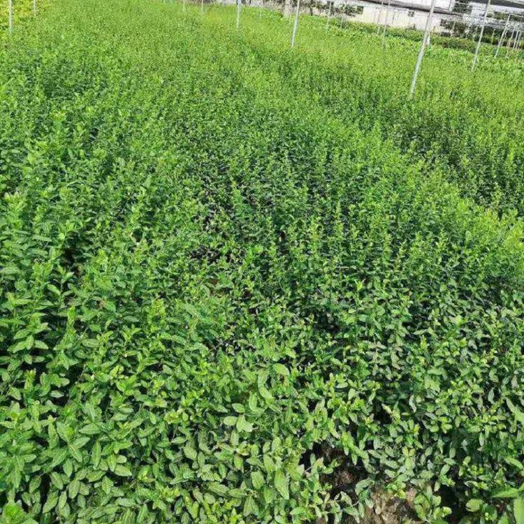 小叶扶芳藤批发  扶芳藤价格  爬行卫矛供应商  直立扶芳藤基地