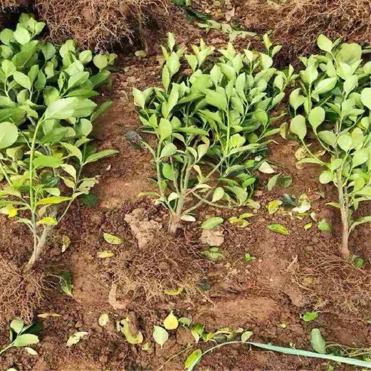 欣美花卉批发销售冬青 冬青基地直销 量大从优