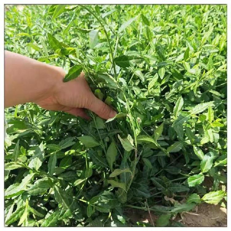 小叶扶芳藤批发价格  山东扶芳藤供应商  爬行卫矛种植基地