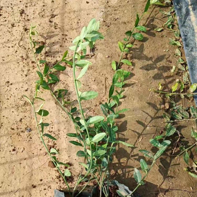 爬行扶芳藤批发价格  山东爬行卫矛供应商  直立扶芳藤种植基地