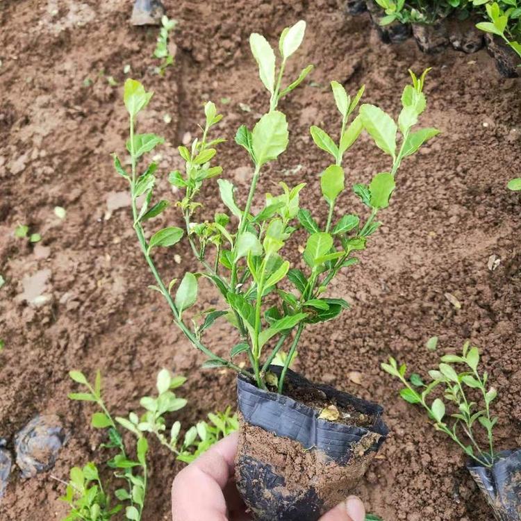 爬行卫矛批发价格  山东爬行扶芳藤供应商  小叶扶芳藤种植基地