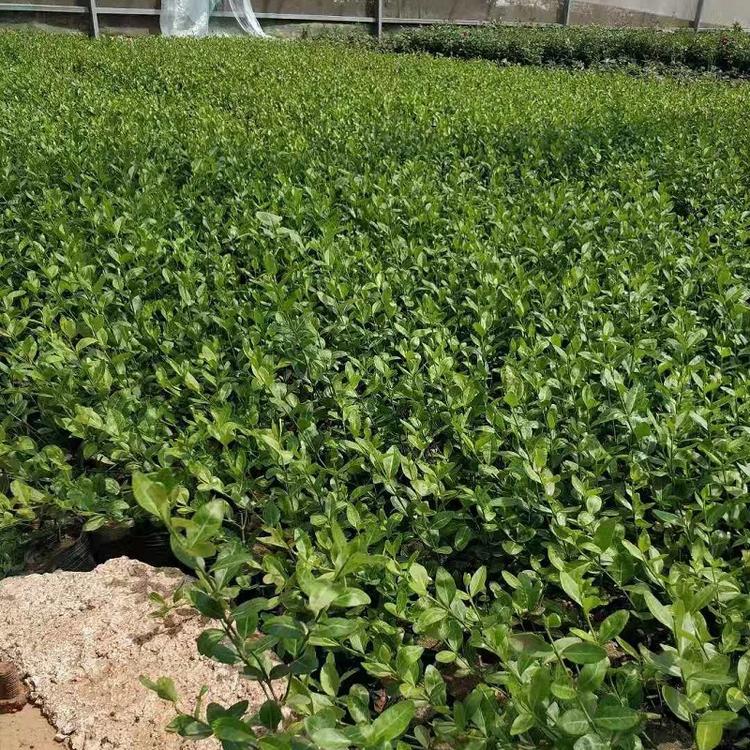 小叶扶芳藤批发商  大叶扶芳藤价格  供应爬行卫矛