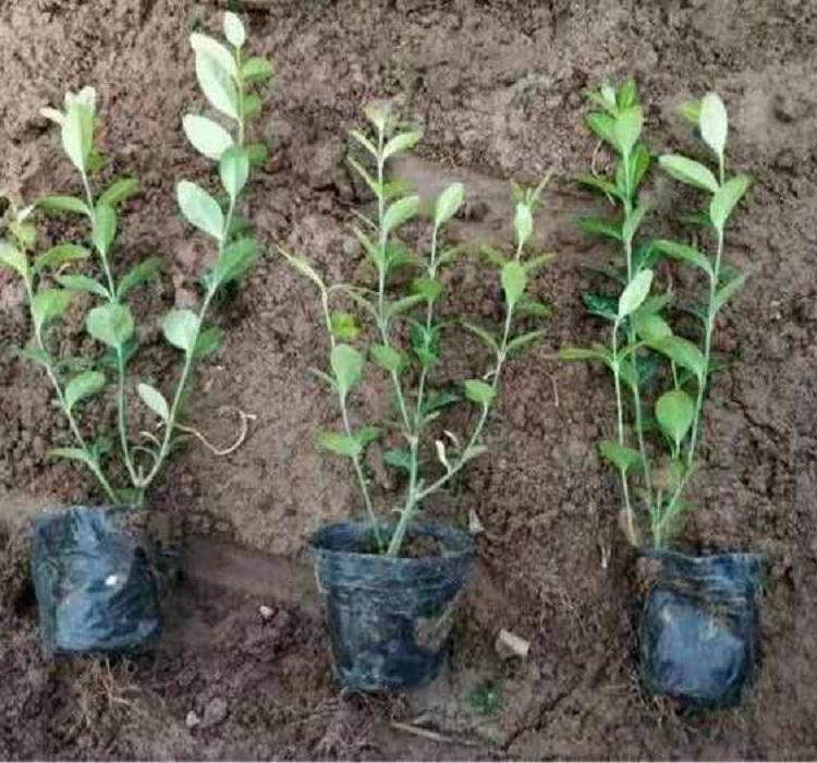 爬行扶芳藤批发商  直立扶芳藤价格 青州小叶扶芳藤基地