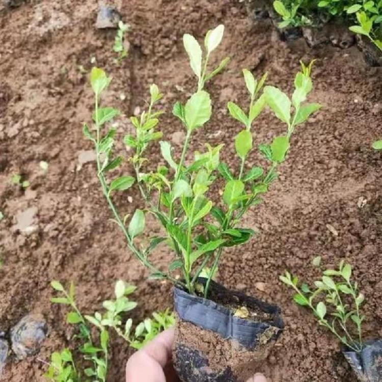 爬行卫矛批发  小叶扶芳藤价格  扶芳藤基地