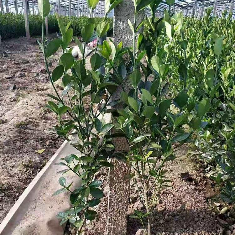 绿化苗木冬青大叶黄杨基地直销工程小苗地载营养钵大量批发