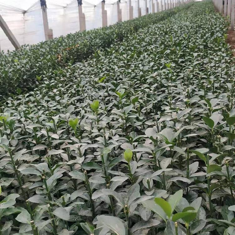 冬青批发 河北冬青苗木种植供应商