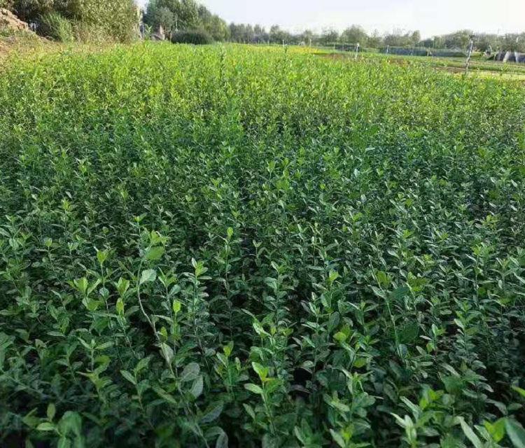 直立扶芳藤批发  扶芳藤种植基地  小叶扶芳藤供应商