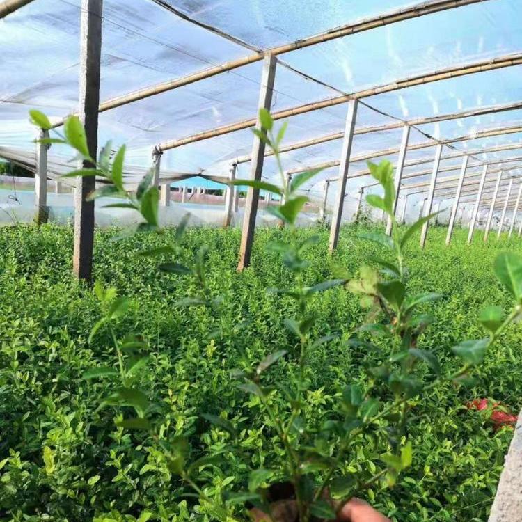 小叶扶芳藤批发价格  山东扶芳藤供应商