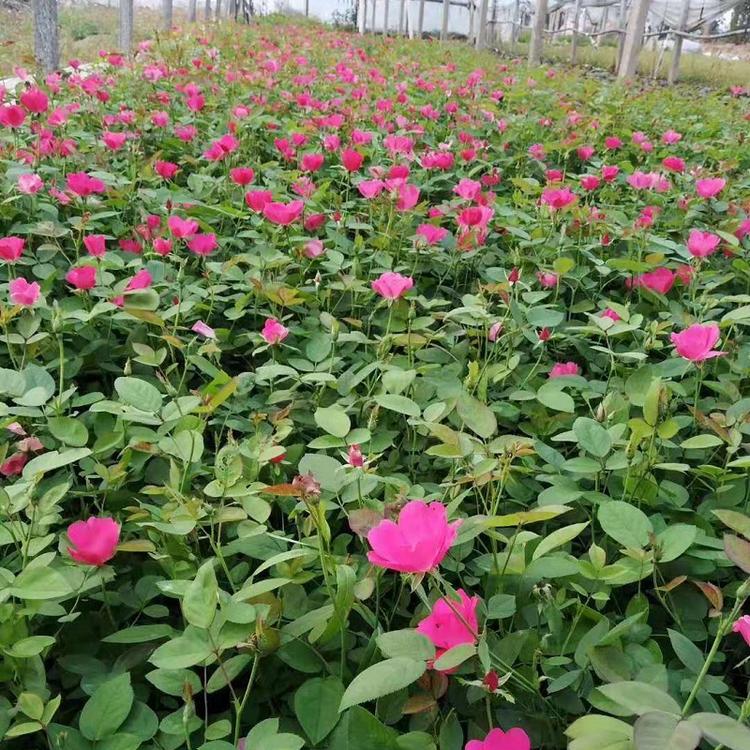 丰花月季种植· 山东丰花月季 丰花月季培育基地 丰花月季