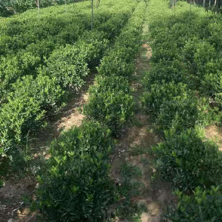 冬青苗批发 青州欣美绿化苗木基地 花坛栽植冬青苗