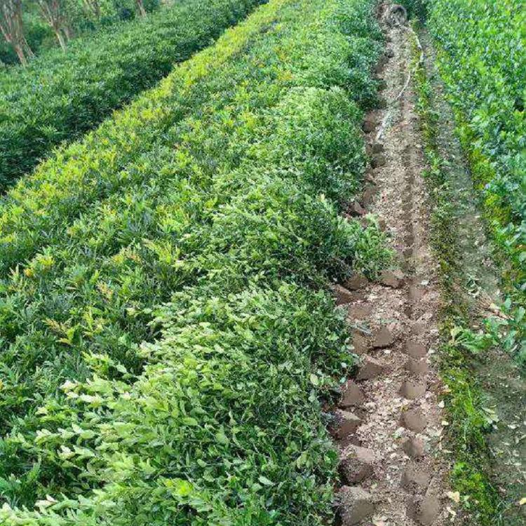 冬青欣美园艺种植基地 冬青小苗销售商家 欢迎咨询