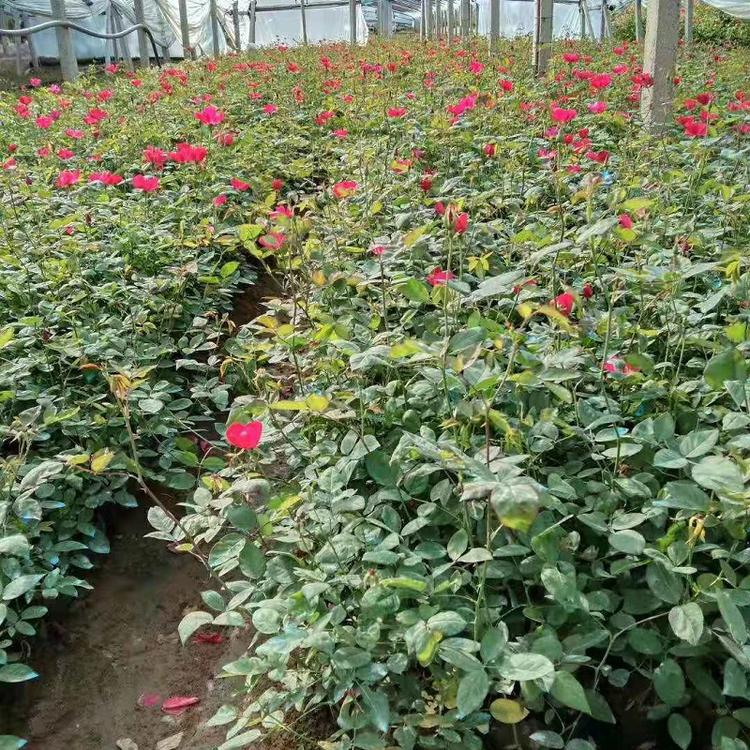 山东丰花月季  丰花月季批发  丰花月季种植基地  丰花月季价格