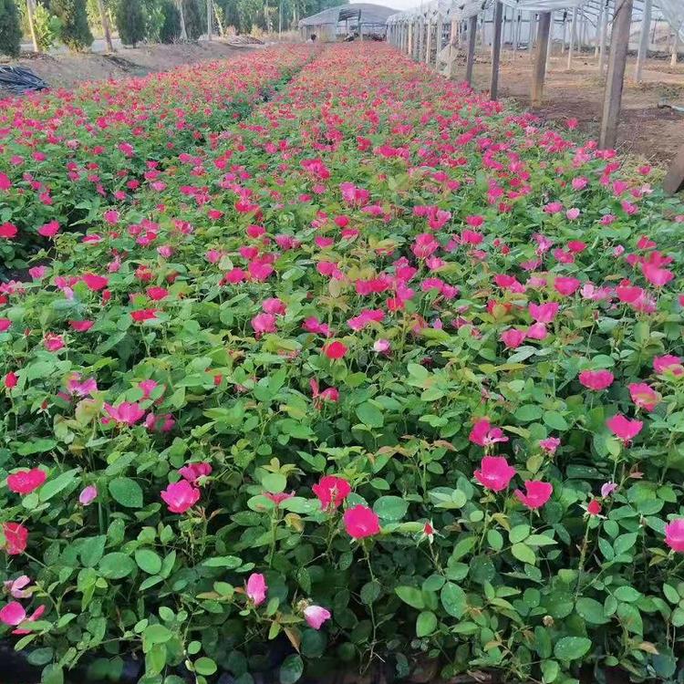 青州丰花月季批发价格  山东丰花月季种植基地  供应丰花月季