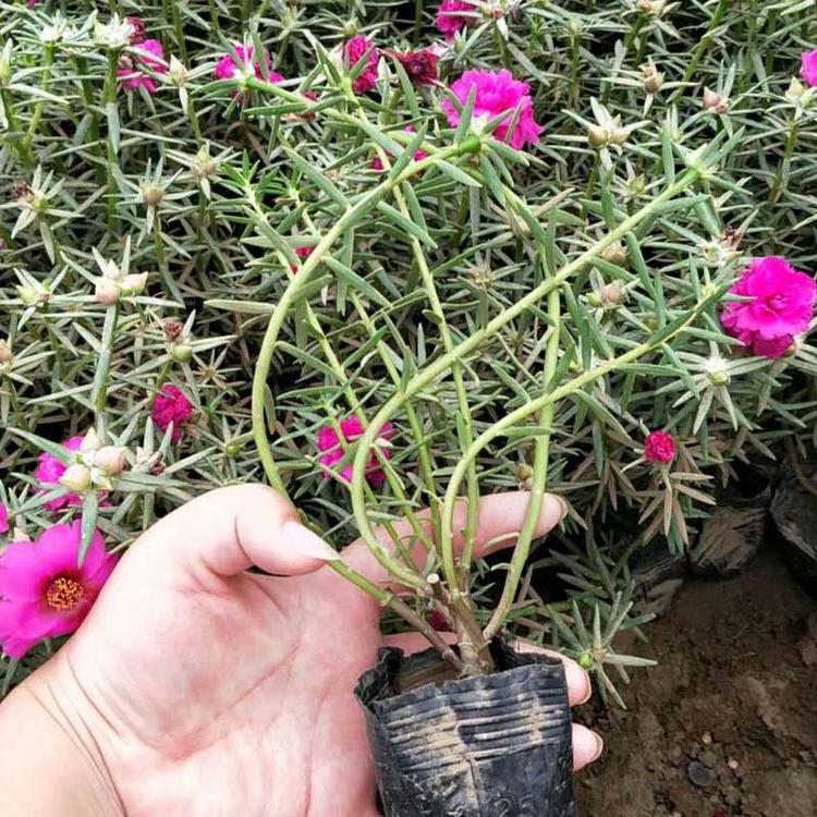 山东基地批发半枝莲小苗.直销半枝莲小苗