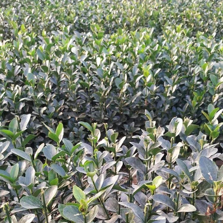 山东青州大叶黄杨基地批发 大叶黄杨价格