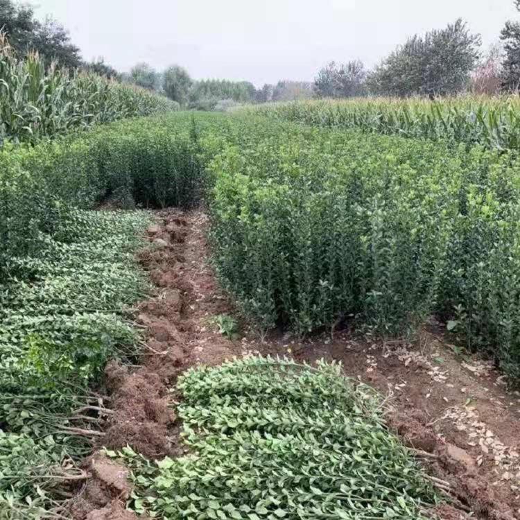 大叶黄杨批发  供应大叶黄基地 山东大叶黄杨价格