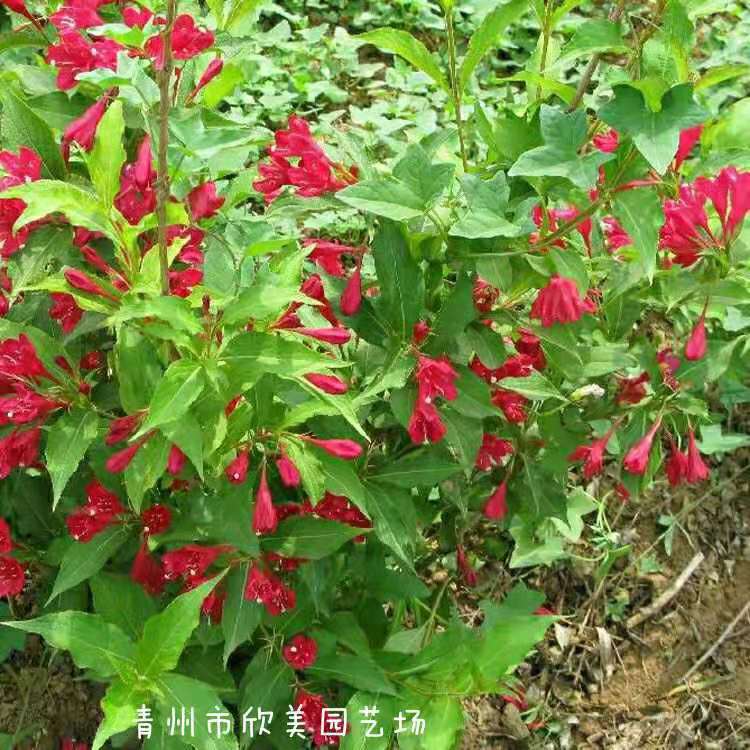 红王子锦带批发 红王子锦带价格 百亩王子锦带杯苗