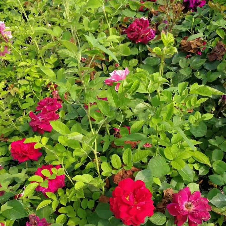 红帽月季种植基地  红帽月季批发价格  月季基地直销