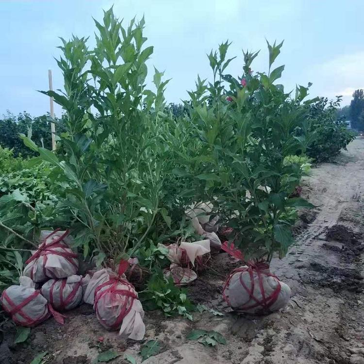 红王子锦带 红王子锦带基地专供 红王子锦带价格