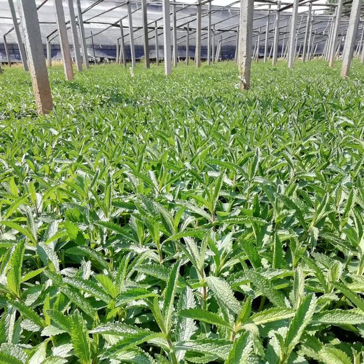 马鞭草花海打造  柳叶马鞭草培育基地 种苗小苗供应商 价格批发 营养杯