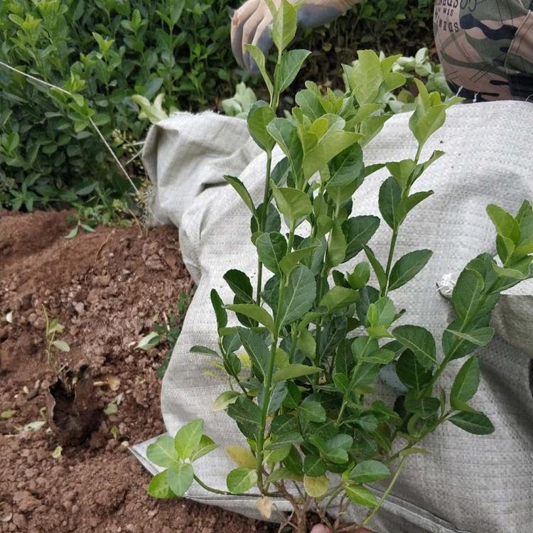 胶东卫矛  胶东卫矛批发  胶东卫矛价格  直立卫矛种植基地