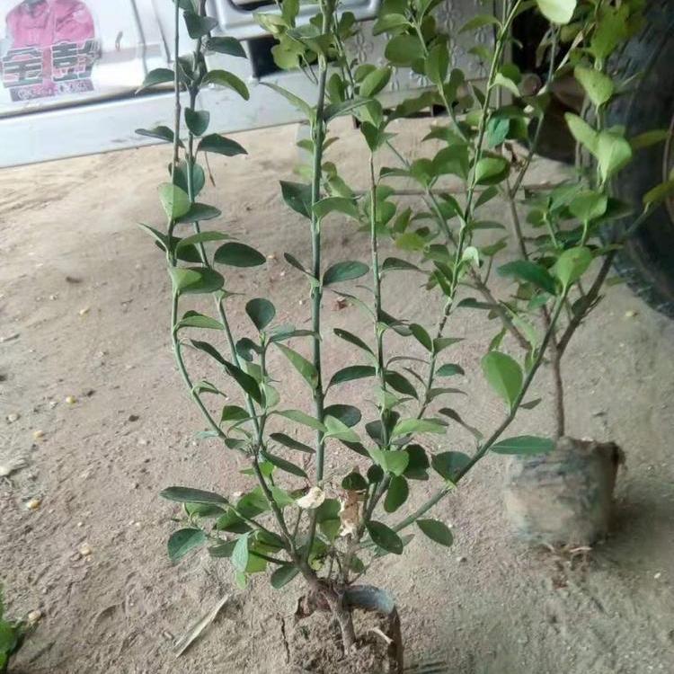 胶东卫矛批发价格  直立卫矛供应商  山东卫矛种植基地