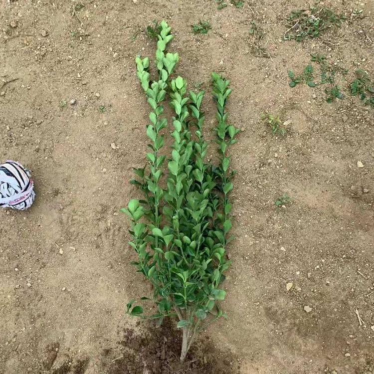 山东大叶扶芳藤批发  胶东卫矛价格  直立扶芳藤基地直销