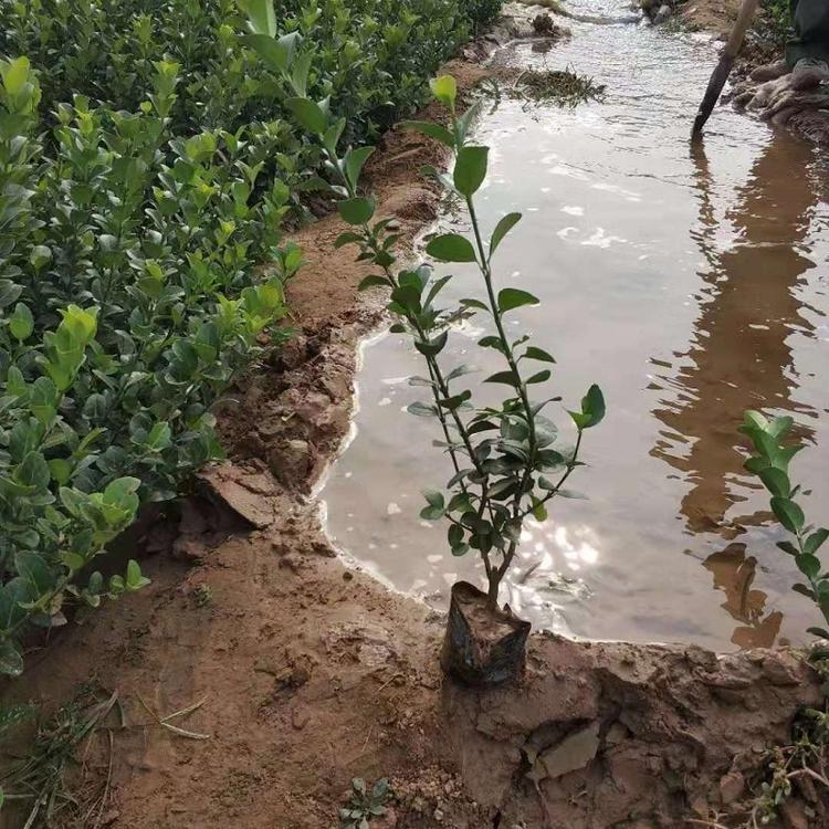 山东扶芳藤批发价格  胶东卫矛供应商  爬行卫矛种植基地