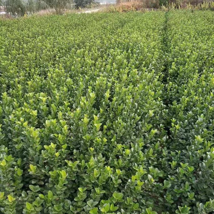 胶东卫矛批发价格  爬行卫矛种植基地  扶芳藤供应商