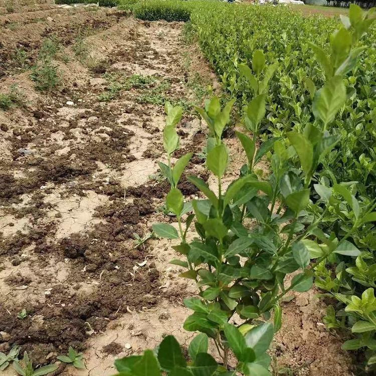 江苏卫矛基地  爬行卫矛批发  扶芳藤供应商  胶东卫矛批发商