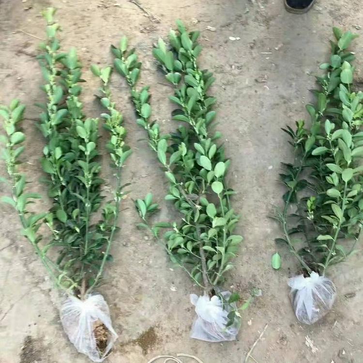 山东大叶扶芳藤批发价格  胶东卫矛种植基地  胶东卫矛供应商