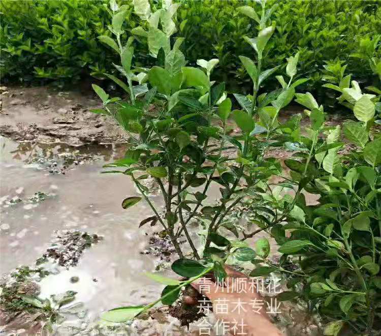 胶东卫矛种植基地  胶东卫矛供应商  卫矛批发价格