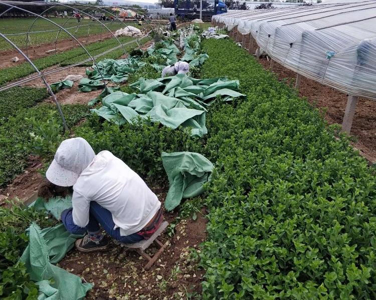 扶芳藤批发  大叶扶芳藤价格  胶东卫矛种植基地一手货源