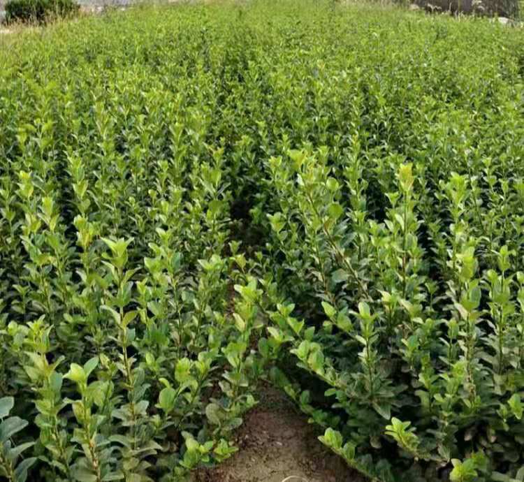 胶东卫矛种植基地  山东卫矛批发  爬行卫矛价格