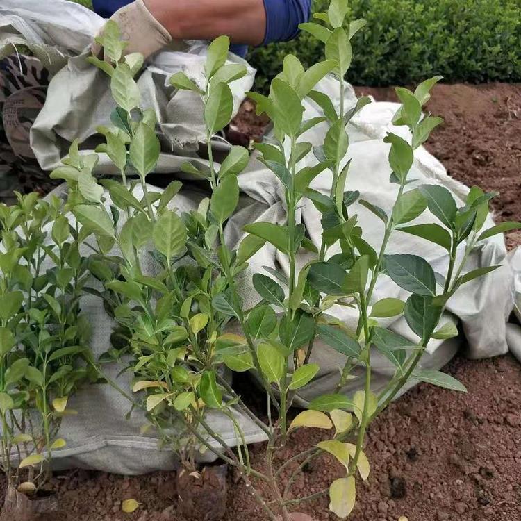 绿化灌木卫矛批发商  胶东卫矛基地  大叶扶芳藤价格