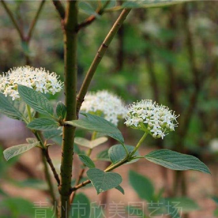 红瑞木 山东红瑞木价格  山东红瑞木批发