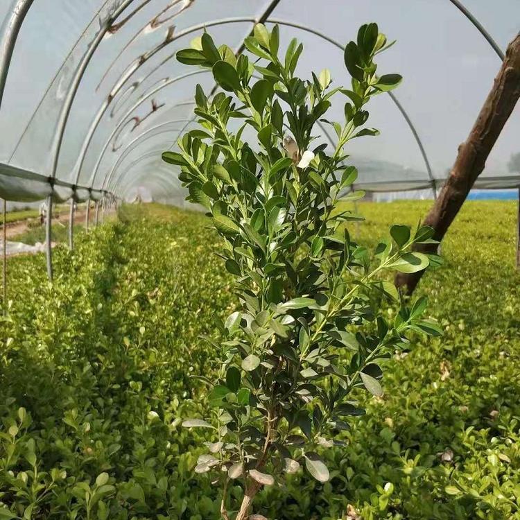 青州豆瓣黄杨批发价格  山东豆瓣黄杨种植基地  豆瓣黄杨供应商