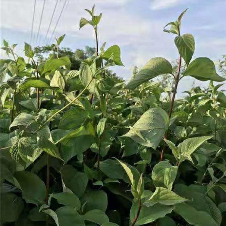 河北红瑞木批发 山东红瑞木价格  山东红瑞木批发