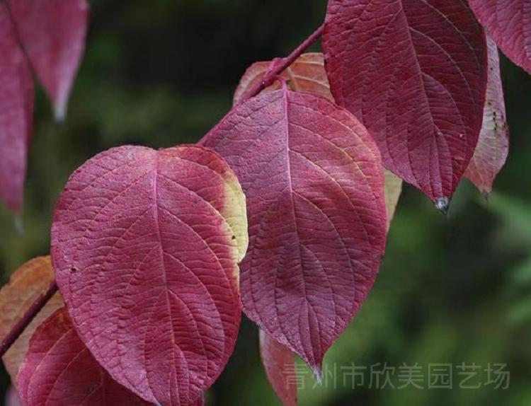 绿化苗木红瑞木_欣美苗木_红瑞木批发_加工经销商