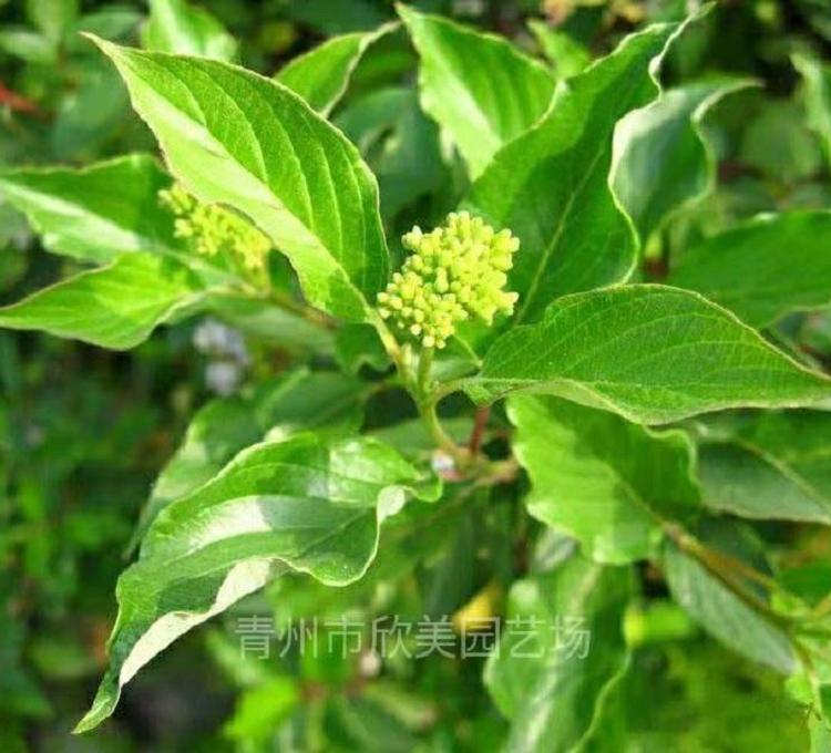 红瑞木价格 山东红瑞木 青州红瑞木 欣美苗木基地