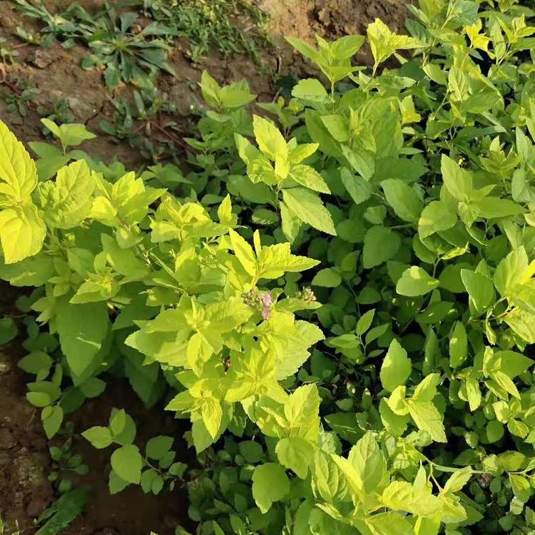 绣线菊批发基地