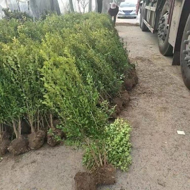 小叶黄杨批发价格  山东小叶黄杨供应商  小叶黄杨种植基地