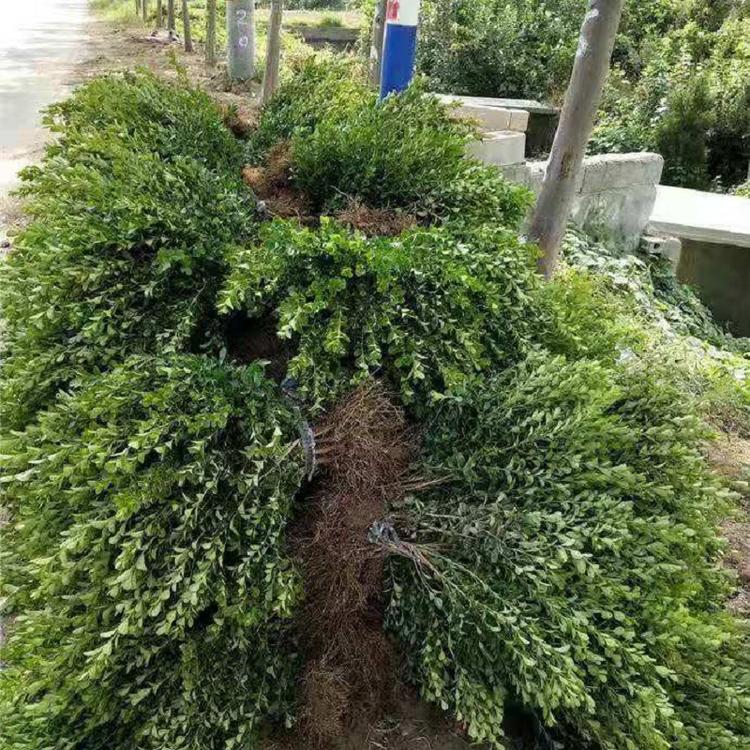 瓜子黄杨批发价格  山东瓜子黄杨供应商  瓜子黄杨种植基地
