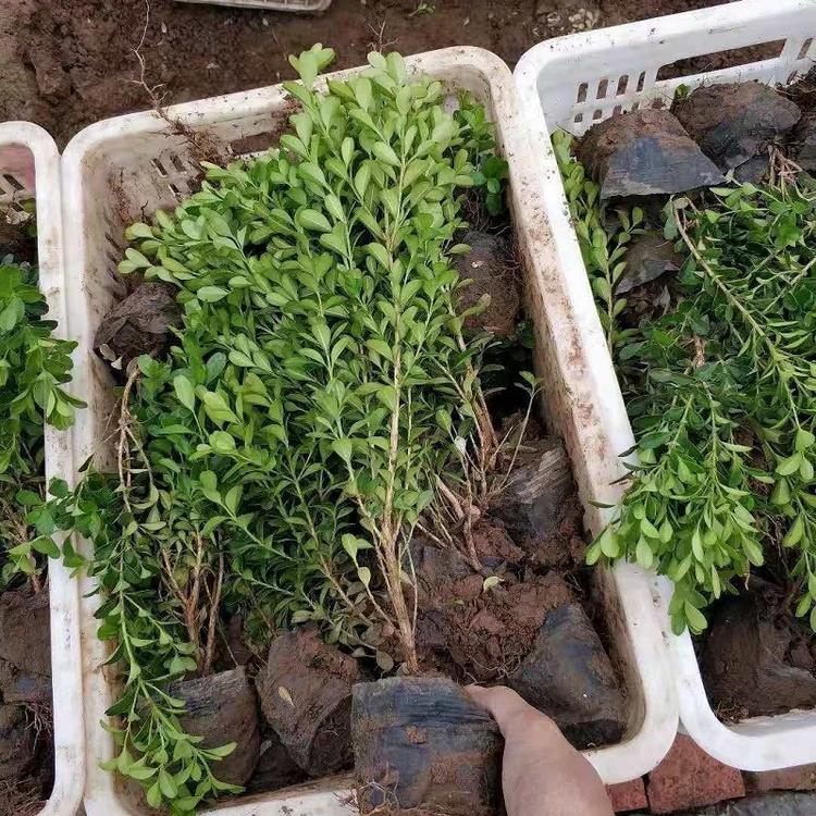 豆瓣黄杨黄杨批发价格  山东豆瓣黄杨供应商  豆瓣黄杨种植基地
