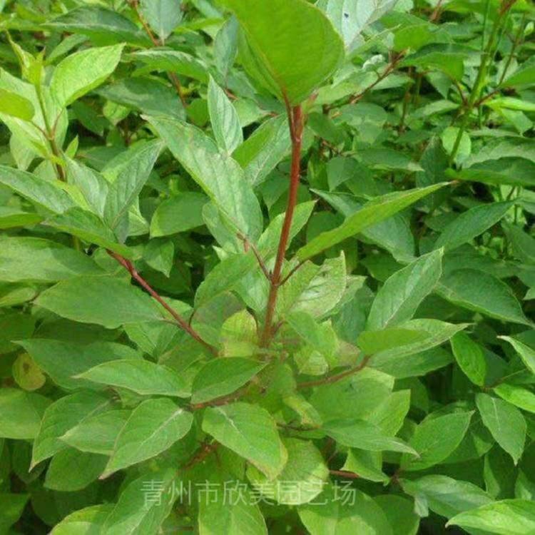 红瑞木 三分枝以上的红瑞木 大量批发红瑞木 山东绿化基地