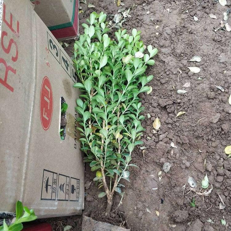 豆瓣黄杨供应商  青州豆瓣黄杨批发价格  豆瓣黄杨种植基地