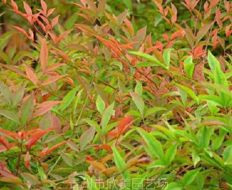 南天竹基地 山东火焰南天竹批发 山东南天竹价格