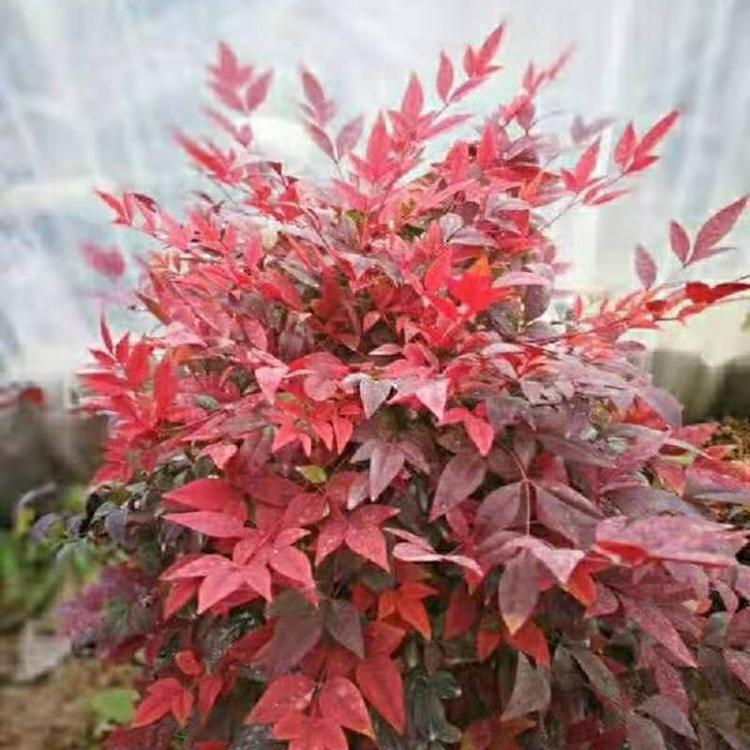 山东火焰南天竹批发 山东南天竹价格 山东南天竹种植基地